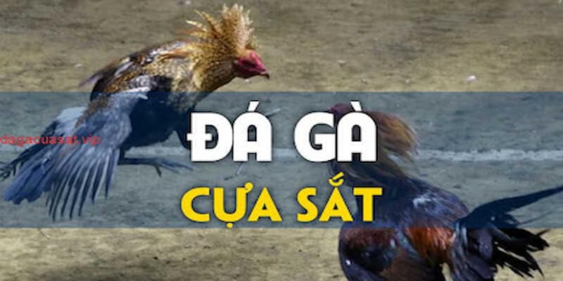 Giới thiệu thông tin chi tiết về đá gà cựa sắt