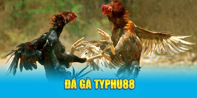 Đá Gà Typhu88 với các trận đấu hấp dẫn