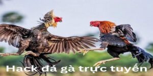 Công cụ hack đá gà trực tuyến là gì?